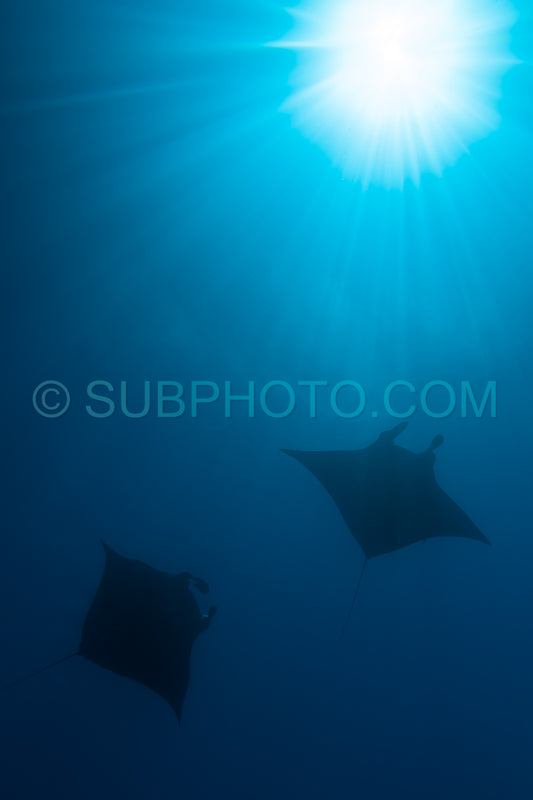 Black and white reef manta ray flying around a cleaning station in cristal blue water