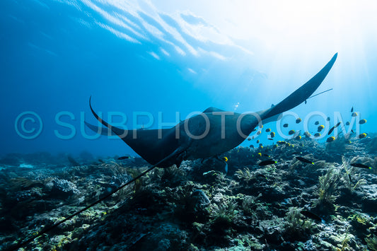 Black and white reef manta ray flying around a cleaning station in cristal blue water