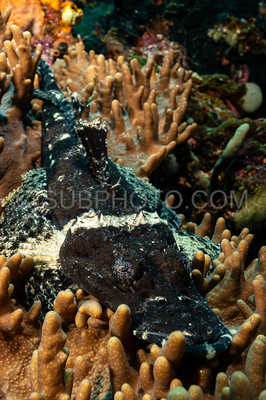 black crocodile flathead fish on coral