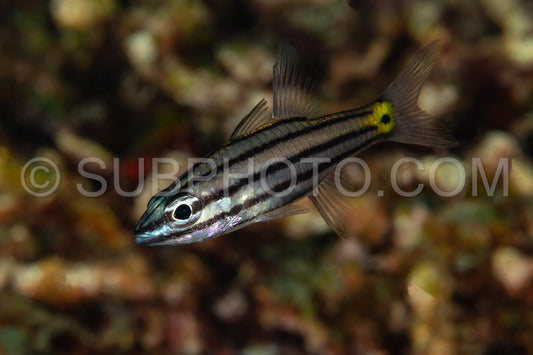toothy cardinalfish fish yellow spot