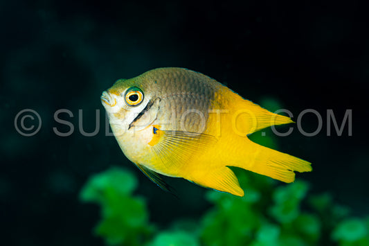 Photo de poisson à queue jaune poisson à queue jaune poisson à queue jaune