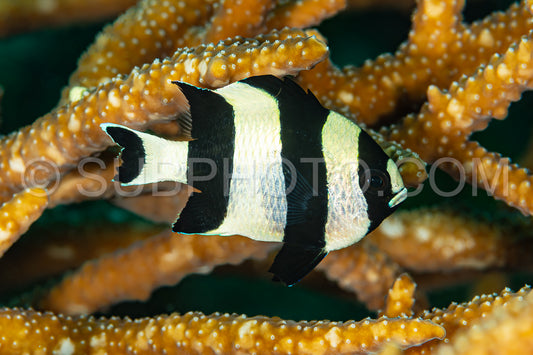 black-tailed dascyllus damsel damselfish fish