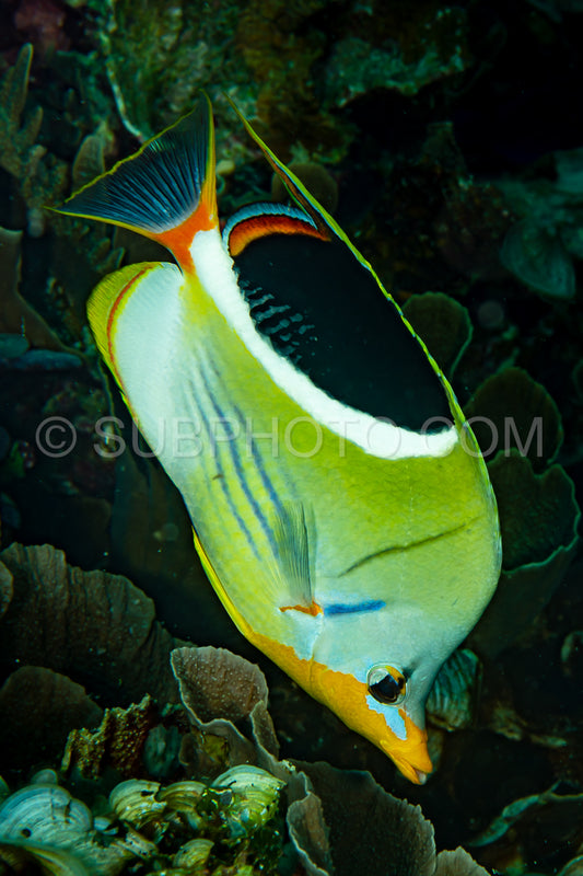 saddled butterflyfish fish on reef