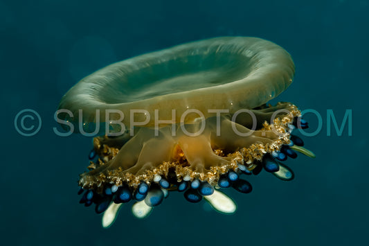 juvenile cassiopea andromeda upside-down jellyfish