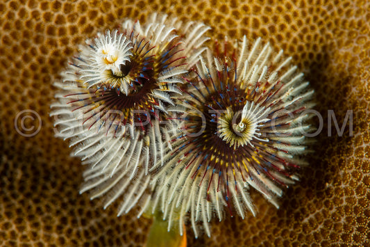 white christmas tree worms on coral reef