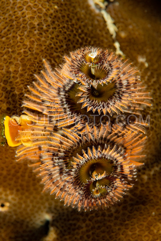orange christmas tree worms on coral reef