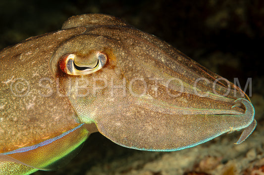 broadclub cuttlefish on sandy bottom