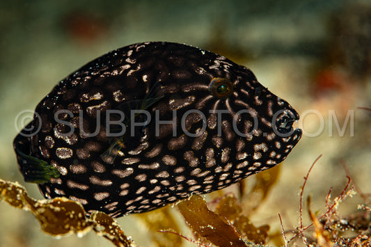 young juvenile map puffer fish