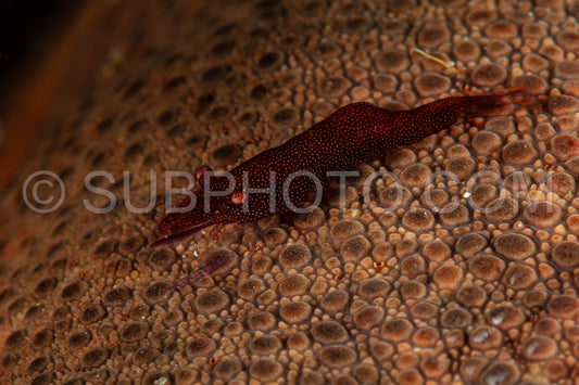 red sea star commensal shrimp