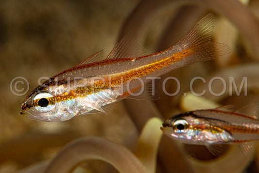 young juvenile cavite cardinalfish fish