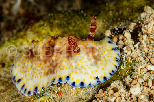 gold and purple chromodoris nudibranch sea slug