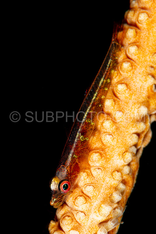 wire coral goby fish elongate