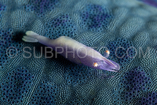 Photo de crevette commensale de l'étoile de mer bleue