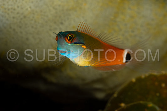 Photo de poisson à queue bleue corailblenny poisson blenny