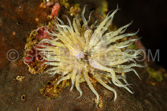 white yellow sea anemone on reef