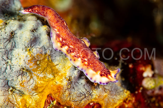 undescribed polyclad flatworm pseudoceros sp.