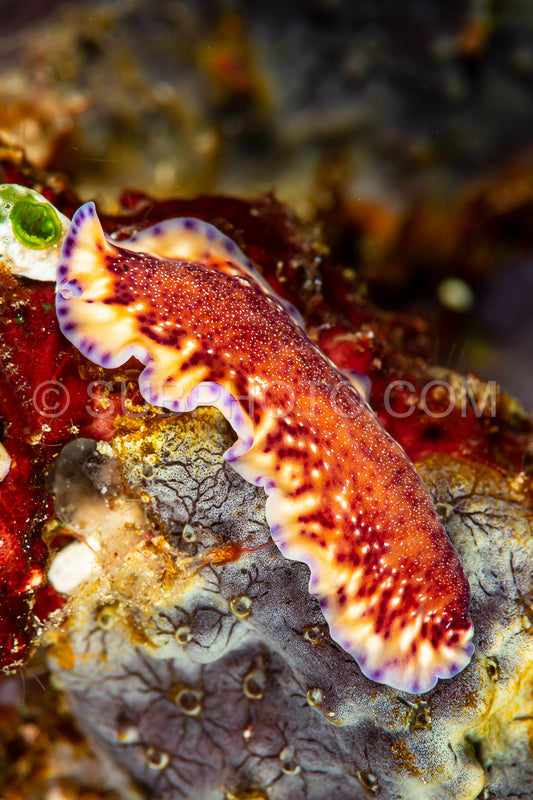 undescribed polyclad flatworm pseudoceros sp.