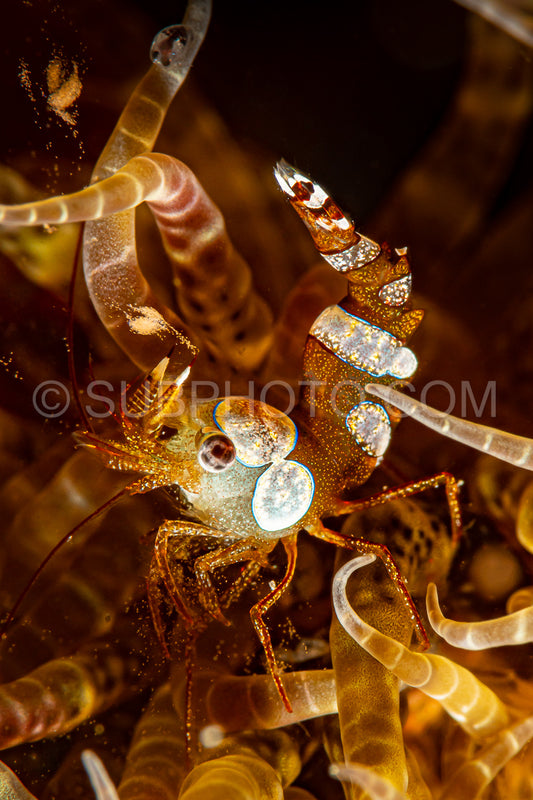 golden thor amboinensis squat shrimp