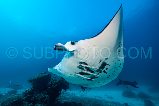 Black and white reef manta ray flying around a cleaning station in cristal blue water