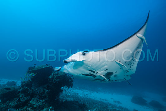 Black and white reef manta ray flying around a cleaning station in cristal blue water