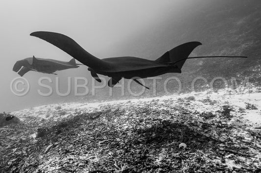 Black and white reef manta ray flying around a cleaning station in cristal blue water