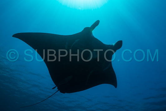 Black and white reef manta ray flying around a cleaning station in cristal blue water
