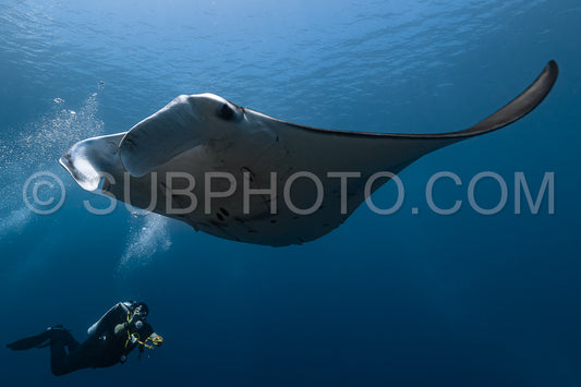 Black and white reef manta ray flying around a cleaning station in cristal blue water
