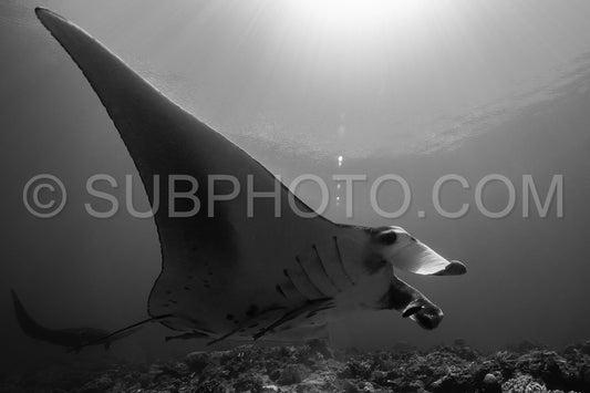 Black and white reef manta ray flying around a cleaning station in cristal blue water