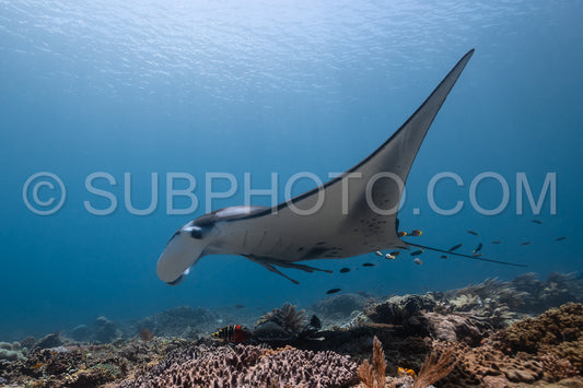 Black and white reef manta ray flying around a cleaning station in cristal blue water