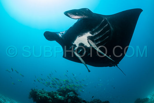 Black and white reef manta ray flying around a cleaning station in cristal blue water