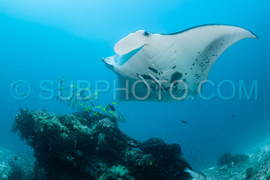 Black and white reef manta ray flying around a cleaning station in cristal blue water