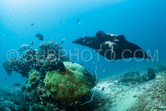 Black and white reef manta ray flying around a cleaning station in cristal blue water