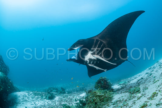Black and white reef manta ray flying around a cleaning station in cristal blue water
