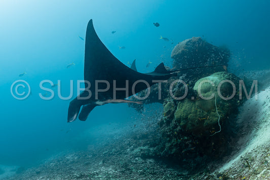 Black and white reef manta ray flying around a cleaning station in cristal blue water