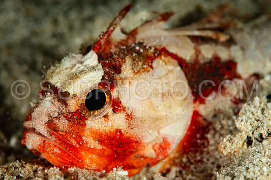 young juvenile bandtail waspfish fish