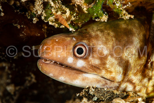 barred moray echidna polyzona muraenidae