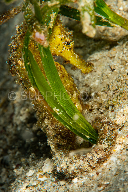 tigertail seahorse on a sandy bottom