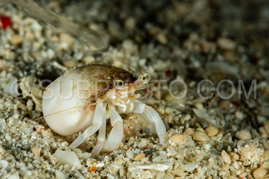 small white hermit crab on sand