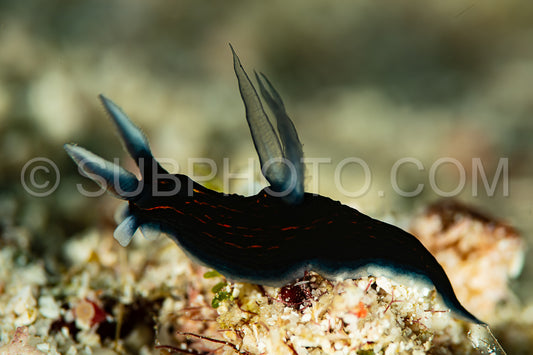 sea slug nudibranch slender roboastra