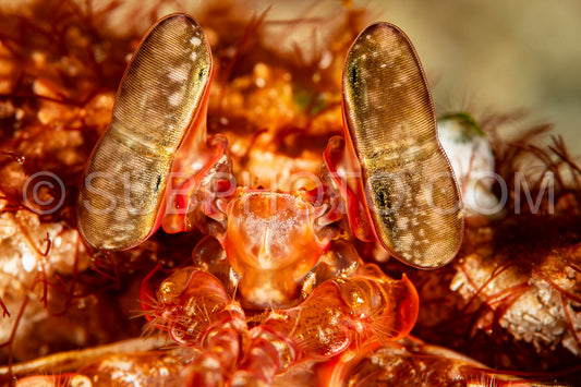 lisa's mantis shrimp in burrow