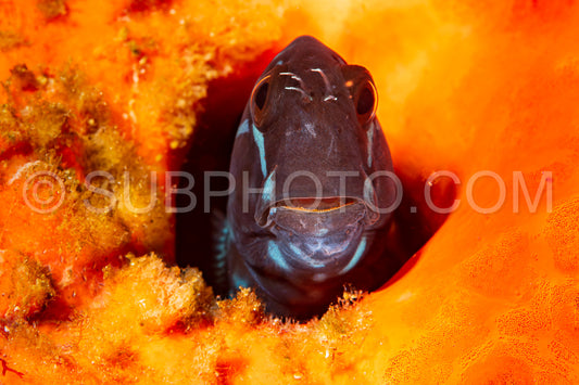 Photo de corail noirblenny blenny poisson dans une éponge