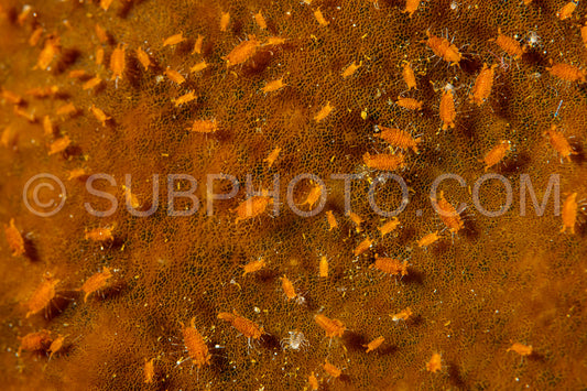 tiny isopod santia sp. on sponge