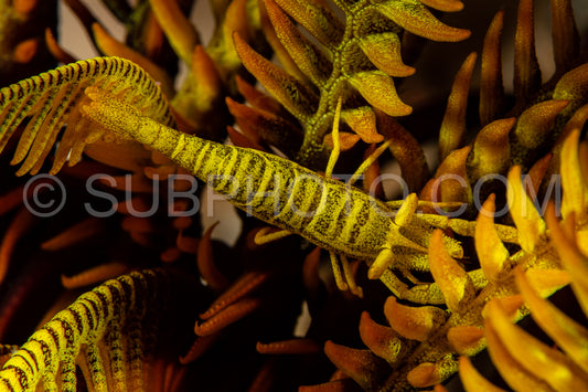 yellow black leopard crinoid shrimp