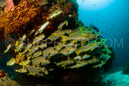 shools of ribbon sweetlips and  golden sweeper fish