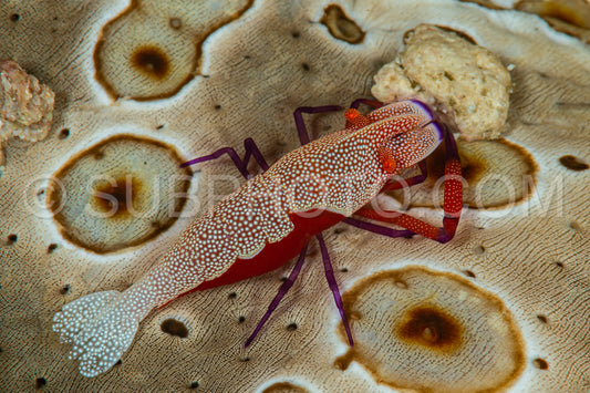 Photo de concombre de mer crevette empereur commensale