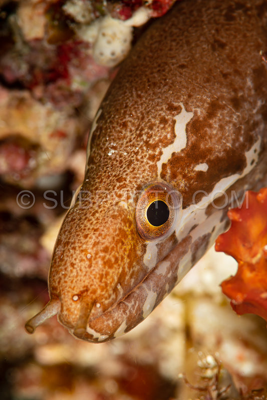 moon snakemoray moray head closeup