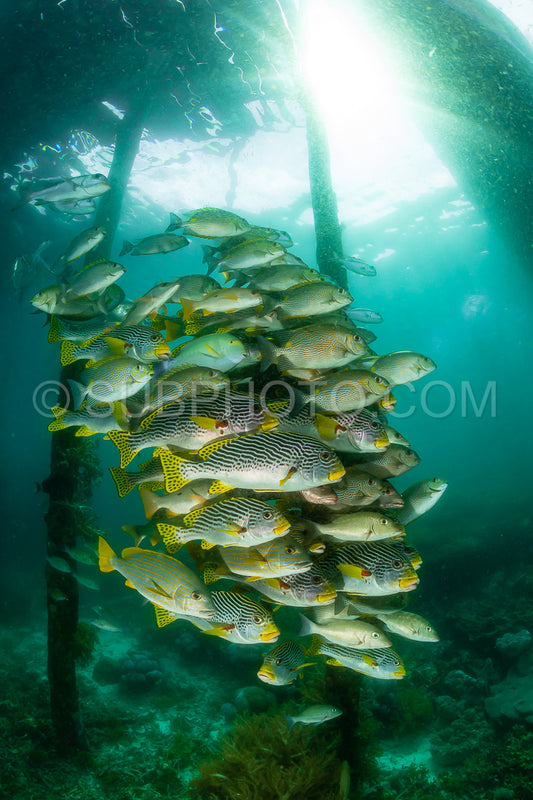 Photo de les nénuphars à bande diagonale avec le poisson-lapin vermiculé et le vivaneau à un point.