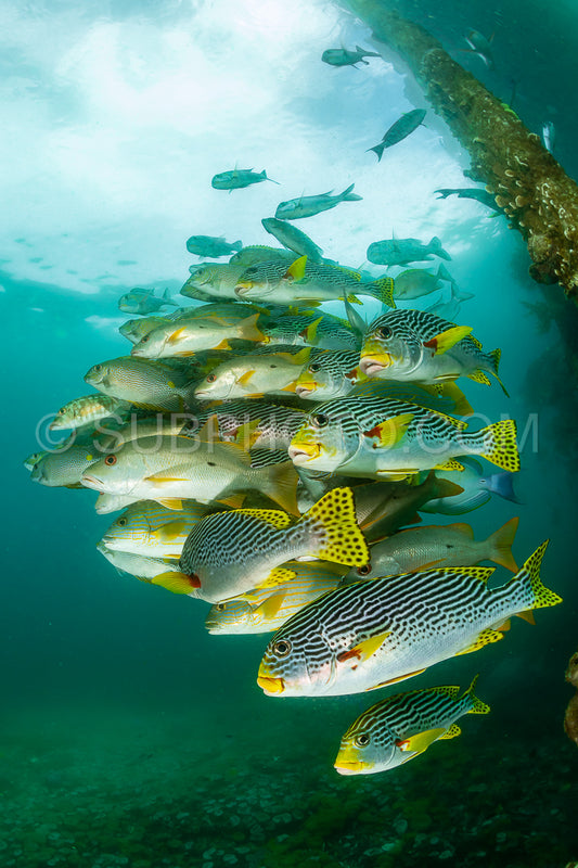 Photo de les nénuphars à bande diagonale avec le poisson-lapin vermiculé et le vivaneau à un point.