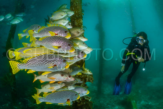 Photo de les sébastes à bande diagonale avec le poisson-lapin vermiculé et le vivaneau avec la femme plongeuse