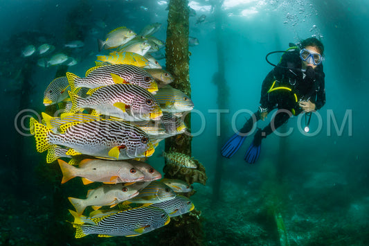 Photo de les sébastes à bande diagonale avec le poisson-lapin vermiculé et le vivaneau avec la femme plongeuse